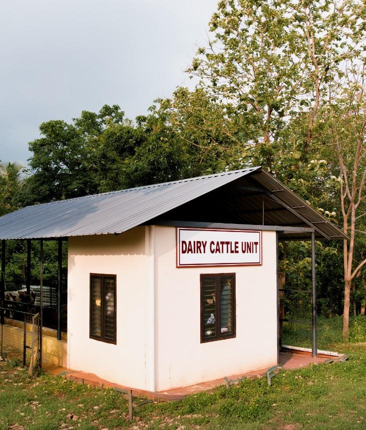 Dairy Cattle Unit - Image